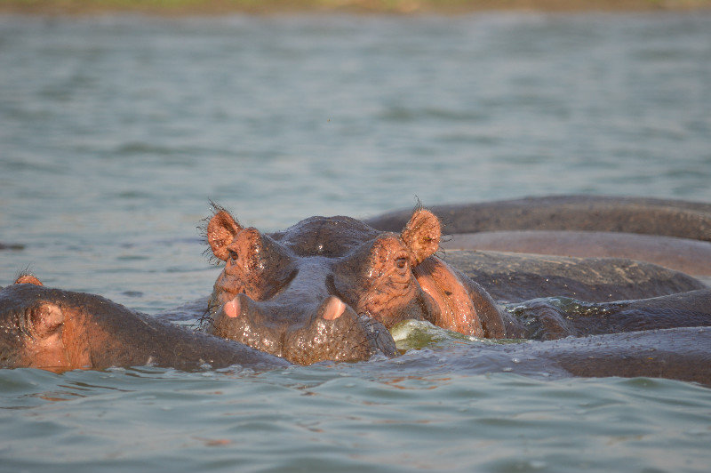 Peeking hippo