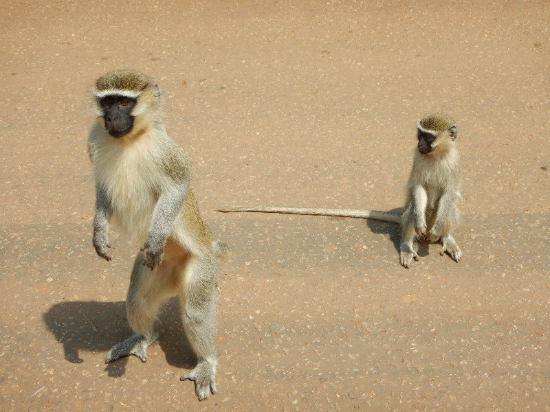 Vervet monkeys hanging out beside our car