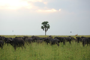Herd of water buffalo