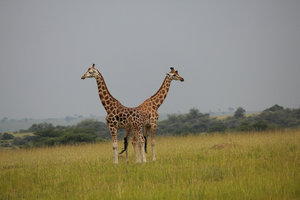 The rare two-headed giraffe
