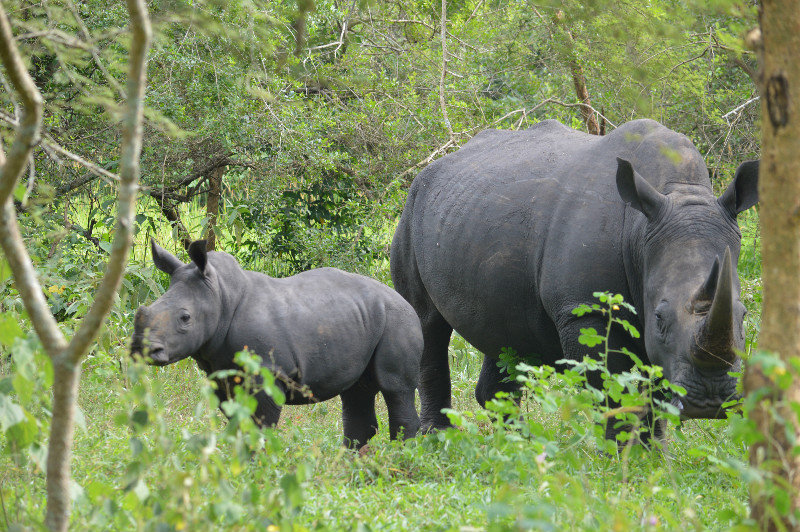 Mom and baby rhino!