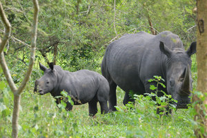 Mom and baby rhino!