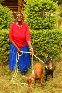 Meet Goat #583 aka “George” (left) and Goat #570 aka “Monty” (right)