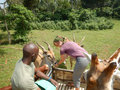 Feeding the eland