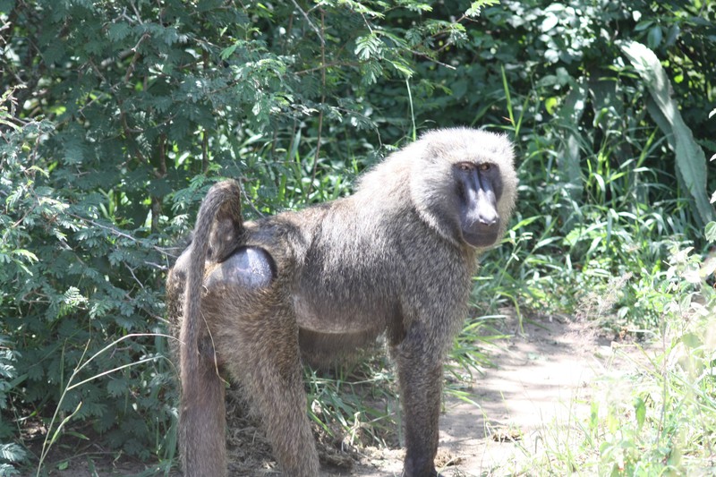 Baboons along the side of the road