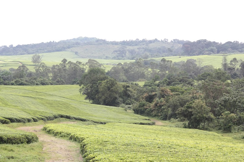 Tea plantation for miles...
