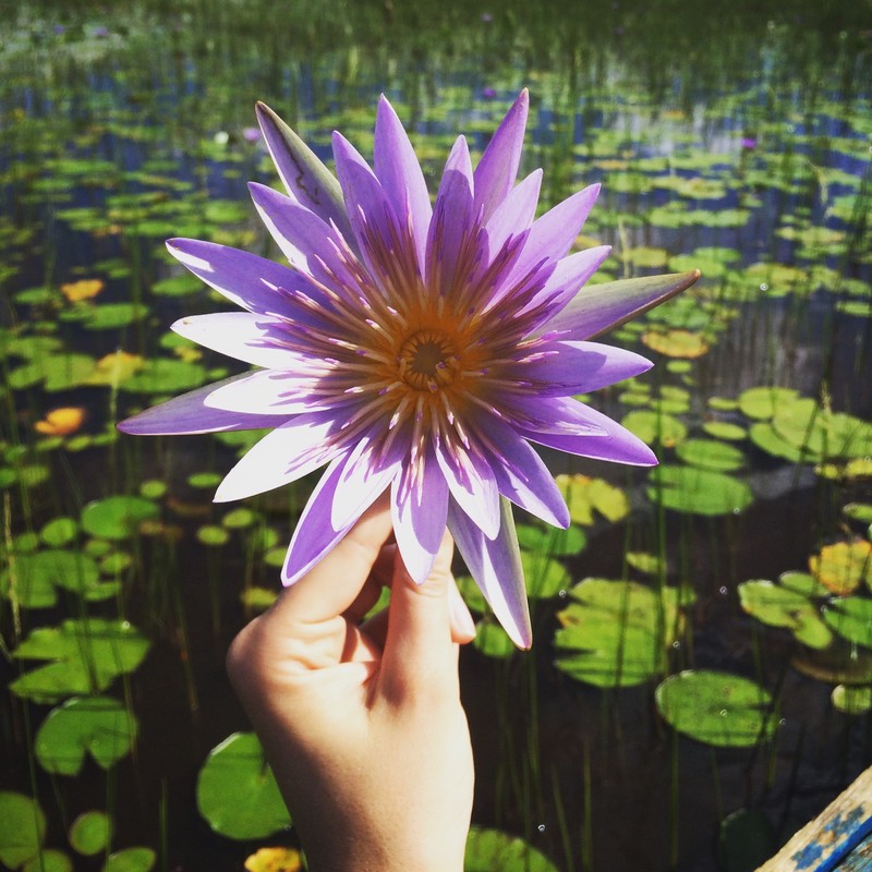 Water lily from Mabamba Swamp