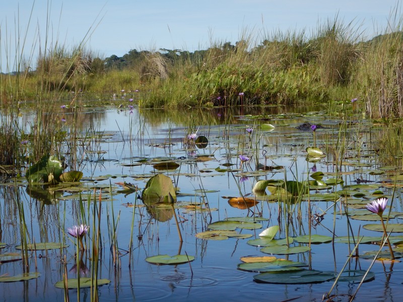 Mabamaba swamp