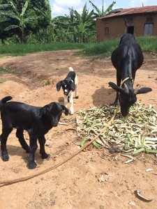 Joseph's new baby goats