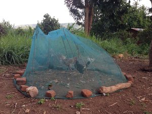 A good use of a mosquito net? 