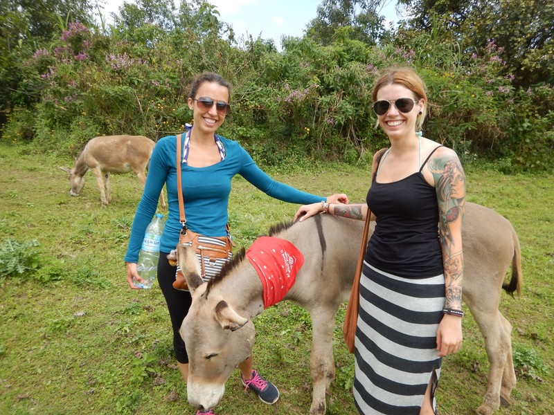 Branding donkeys with the VWB bandana 