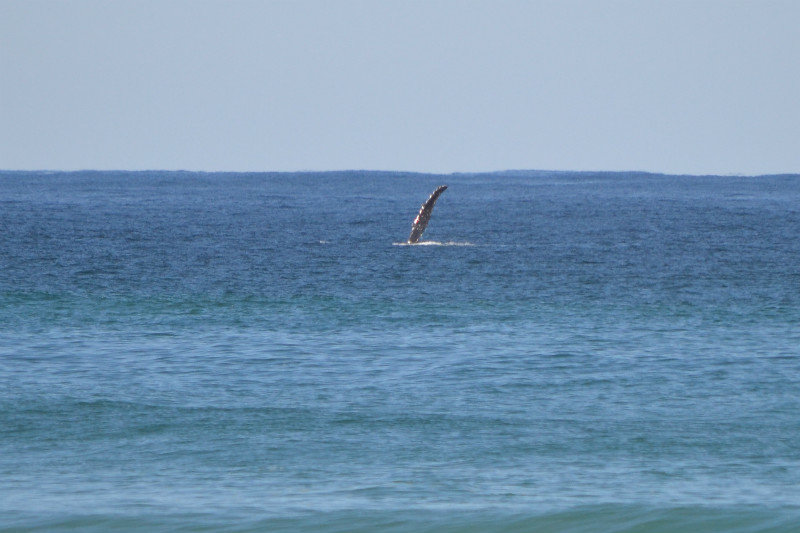 The whales put on a great lunch show for us