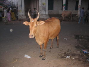 Mysore Street Cow