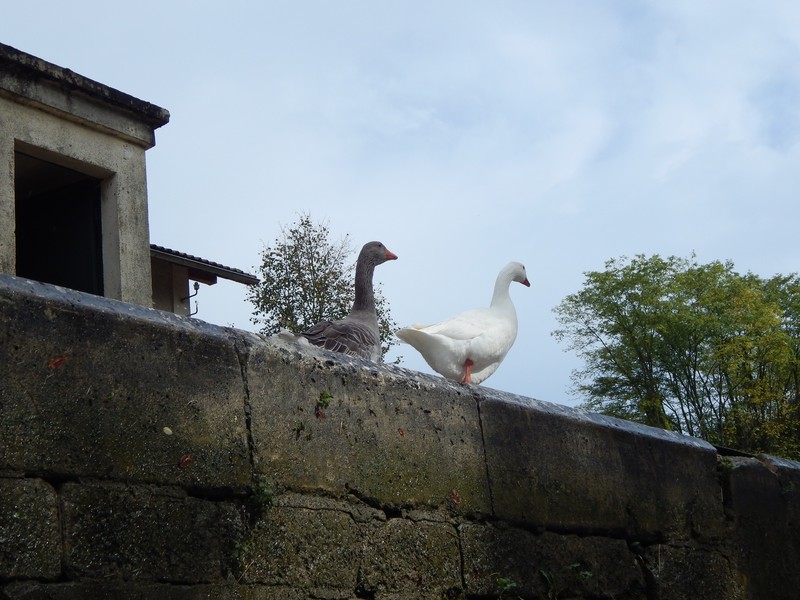 Geese in a Lock (3)