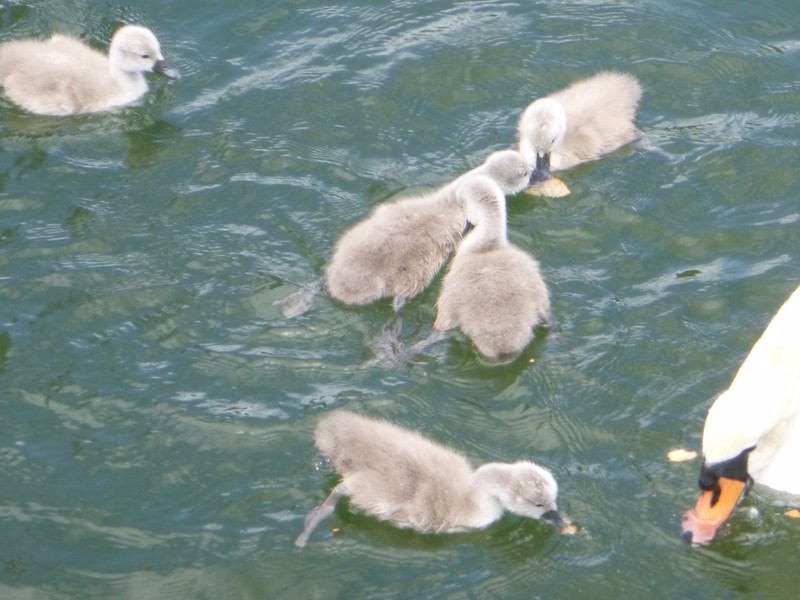 Swans and Cygnets (6)