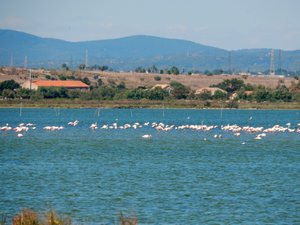 Flamingos on the Camargue