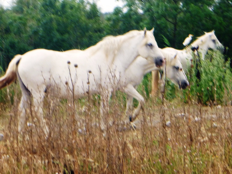 Wild Horses of The Camargue