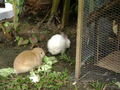 Rabbits at Casa de la Iguana