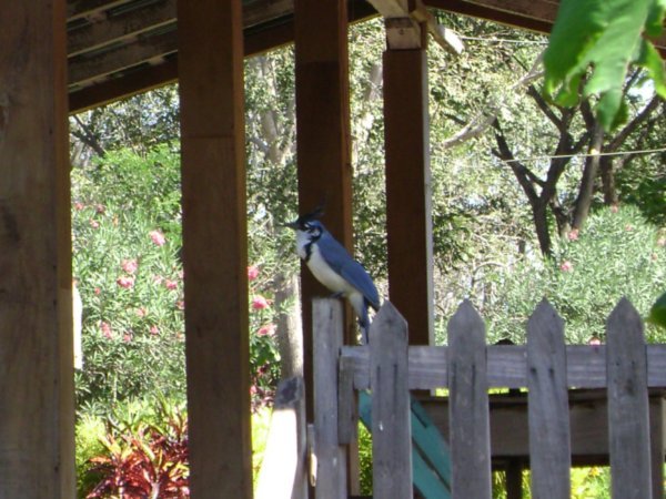 Some bird at the finca we stayed in