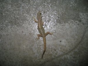 Pet lizard in our cabana on Isla Ometepe