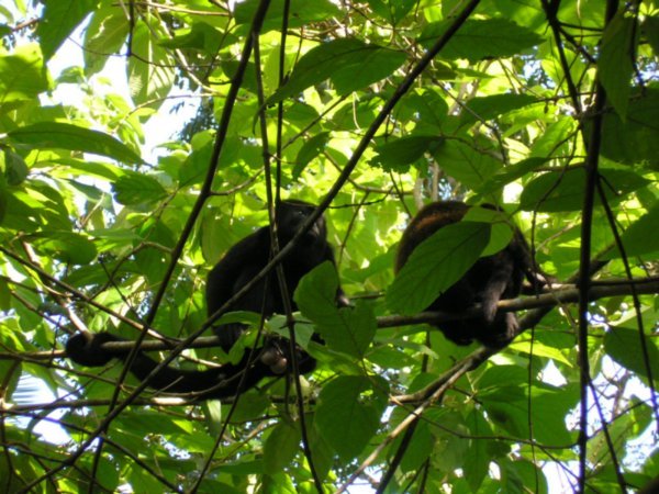 Cahuita National Park, Howler Monkeys