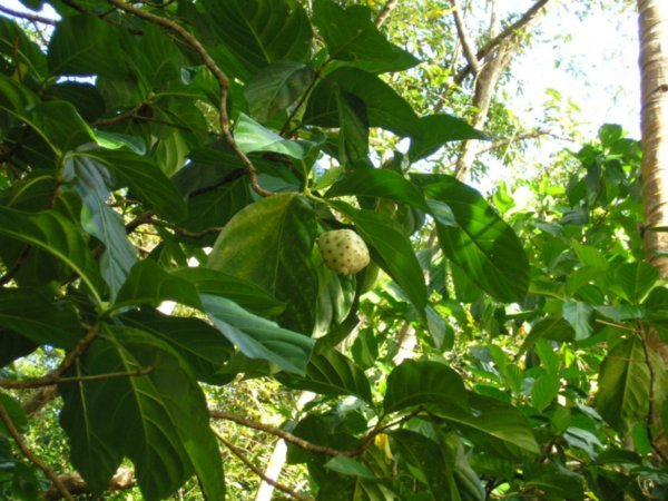 Cahuita National Park, funny fruit