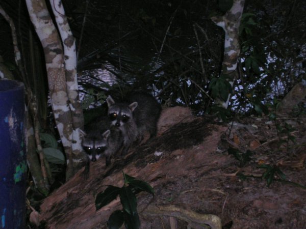 Cahuita National Park, racoons