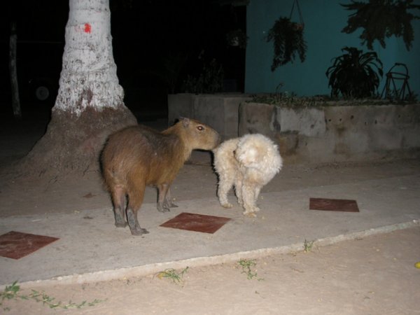 Pet capybara in our camp, trying to befriend the dogs