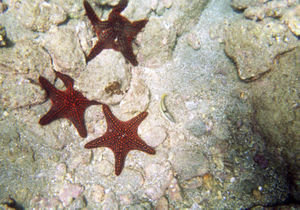 star fish 2