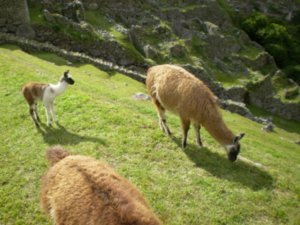 Llamas in Macchu Picchu,