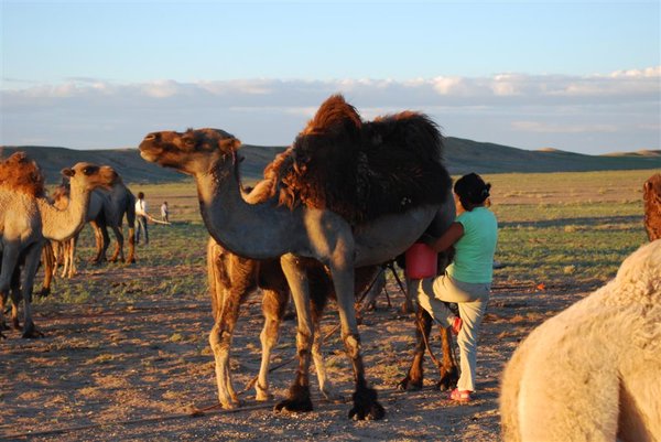 Milking camels