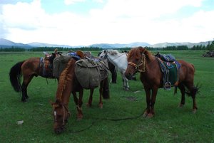Our horses for the 3 day trek