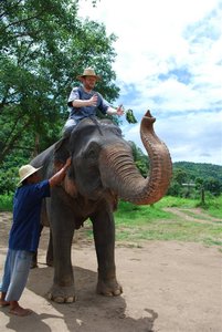 Elephant training