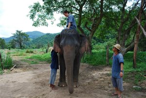 Elephant training