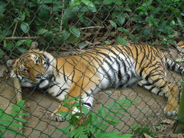 One of the few remaining Indochinese tigers