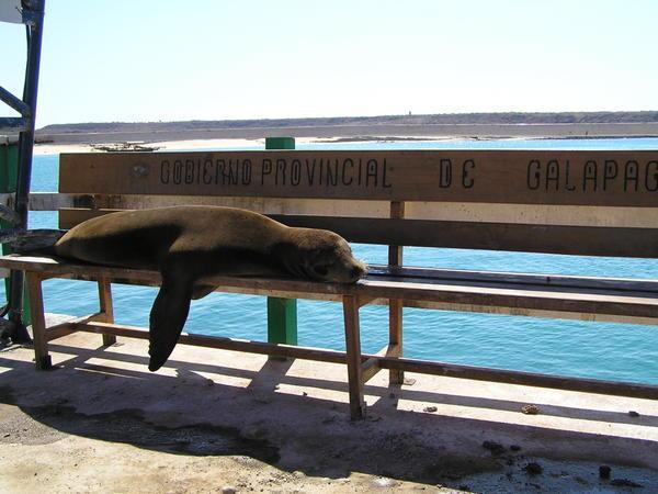  sea lion on bench