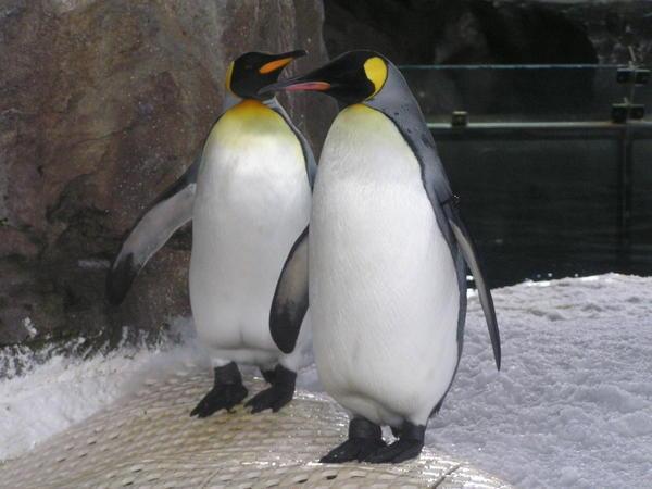 A Pair of King Penguins