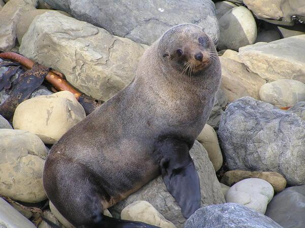 Grey Fur Seal