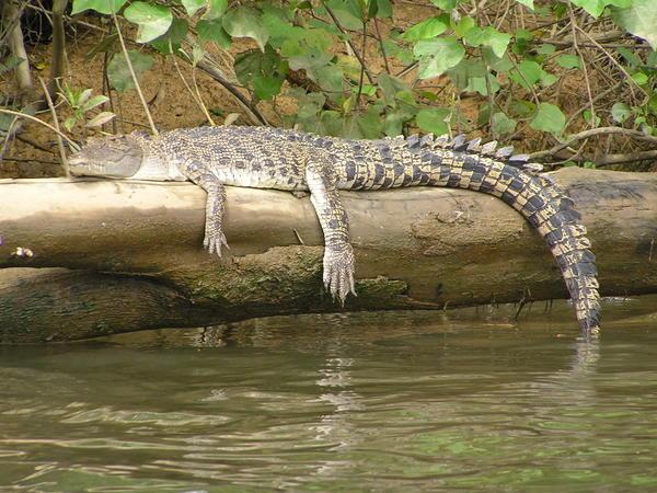 Saltwater Croc at the Daintree
