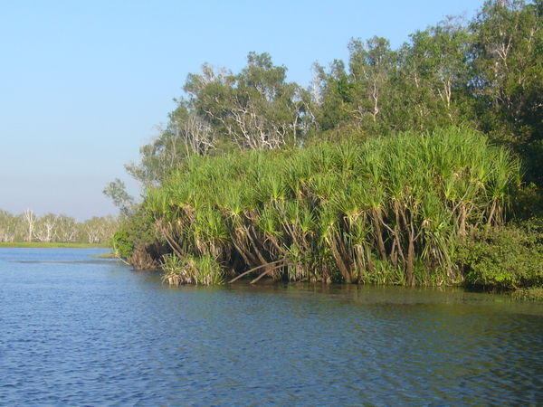Kakadu-Yellow river