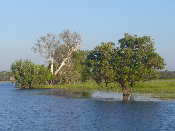 Amazonas australiano