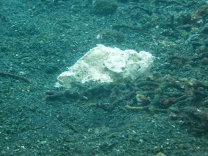 white scorpionfish