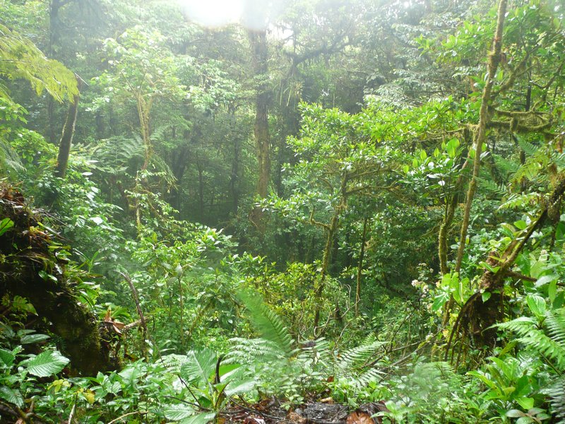 Pateo por el Parque Nacional de Monteverde