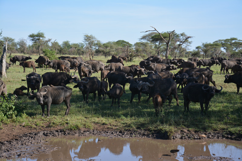 Bufalos en waterhole