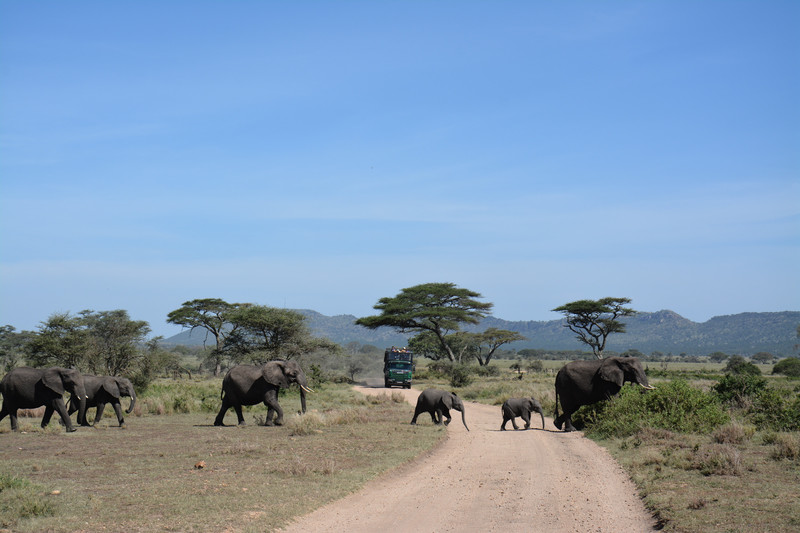 Manada de elefantes en Serengeti