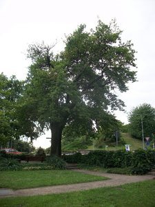 luther oak tree