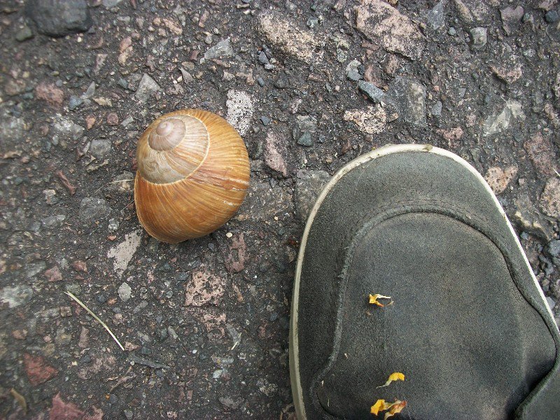 different snail