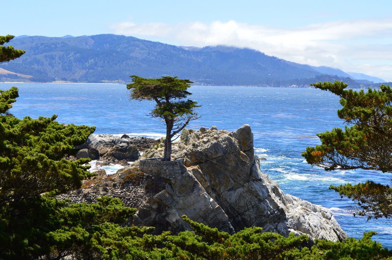 Another view of the lone cypress