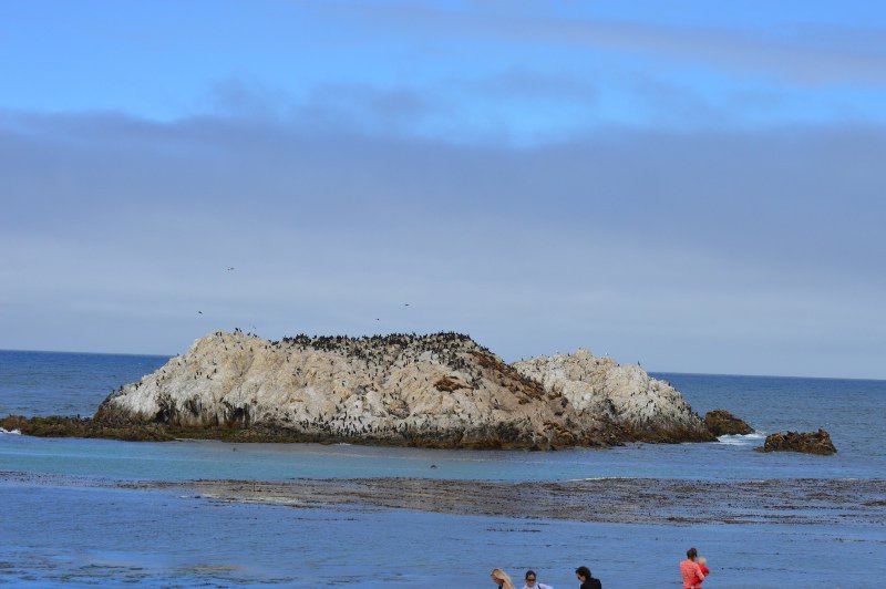Bird Rock--home to many seals, sea lions, and birds
