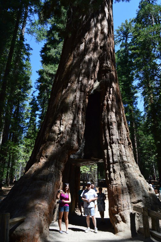 The California Tunnel Tree--cut in 1895 to allow horse and buggies to go through